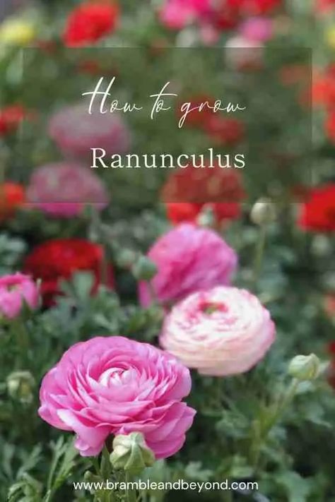 The Secret of How to Grow Ranunculus 1 Grow Ranunculus, Ranunculus Garden, Persian Buttercup, Growing Sweet Peas, Slow Flower, Root Structure, Grow Gorgeous, Ranunculus Flowers, Flower Farmer