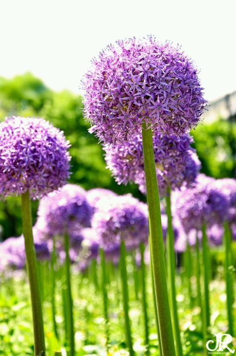 Dr. Seuss flowers Dr Seuss Flowers, Preschool Garden, Boston Public Garden, Language Of Flowers, Public Garden, Unique Gardens, Big Flowers, Purple Rain, Go Green