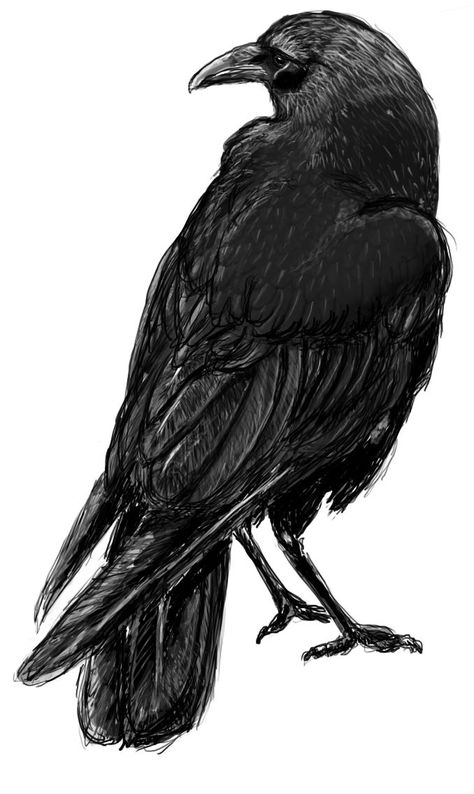 Black Crow Tattoos, Crow Drawing, Rabe Tattoo, Crows Drawing, Crow Tattoo Design, Raven Bird, Crow Tattoo, Bird Sketch, Raven Tattoo