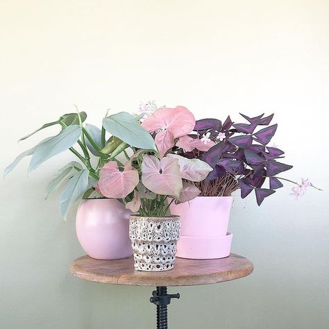 Pastel Plants, Watch With Glittering Eyes, Pinterest Plant, Pink Plants, Tanaman Indoor, Tanaman Pot, Plant Goals, نباتات منزلية, Inside Plants