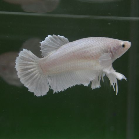 All white female betta fish, dumbo ears. Beta Fish Female, Female Betta Fish, Female Betta, Dumbo Ears, Beta Fish, Betta Fish, All White, Fresh Water, Fish Pet