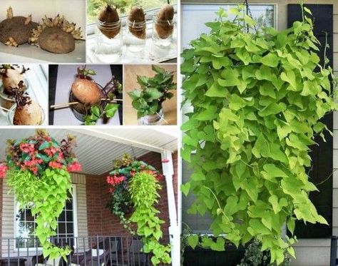 This is a nice little project to do with kids. You can grow sweet potato vines in spring or even during winter. Sweet potatoes are really simple to grow. In spring, you can just plant them in your gar Sweet Potato Plant Vine, Potato Barrel, Potato Growing, Regrow Vegetables, Sweet Potato Plant, Growing Sweet Potatoes, Planting Potatoes, Sweet Potato Vine, Potato Vines