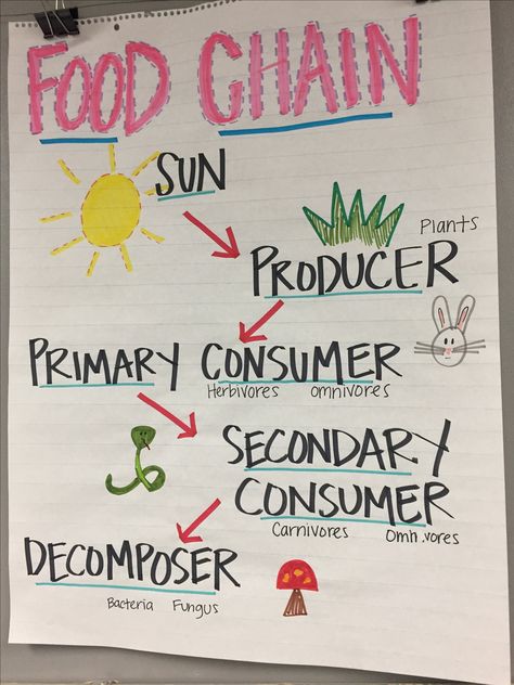 Food Chain Anchor Chart Food Webs Anchor Chart, Food Chain Chart, Habitats Anchor Chart, Science Anchor Charts 2nd Grade, 3rd Grade Science Anchor Charts, 5th Grade Science Anchor Charts, Habitat Anchor Chart, Science Charts For Classroom, Biology Anchor Charts