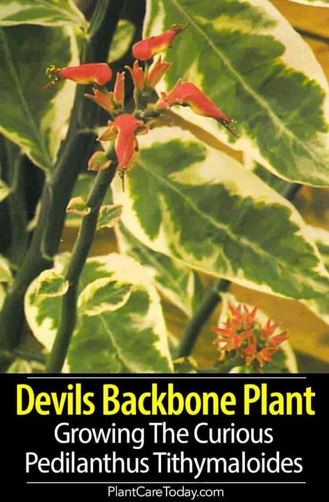 Devils Backbone Plant - Pedilanthus tithymaloides from central America popular because of the stems unusual zig-zag growth habit, easy to grow [DETAILS] #plantcaretoday Devils Backbone Plant, Biophilia Design, Devils Backbone, Houseplant Tips, Plant Obsession, Garden Books, Planting For Kids, Making Plant Pots, Urban Gardens