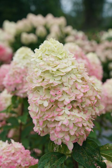 About Limelight Prime - Limelight Prime Hydrangea Limelight Prime Hydrangea Landscaping, Limelight Prime Hydrangea, Limelight Hydrangea Wedding, Limelight Hydrangea Landscaping, Limelight Hydrangea Tree, Hydrangea Border, Hydrangea Limelight, Hydrangea Paniculata Limelight, Hydrangea Tree