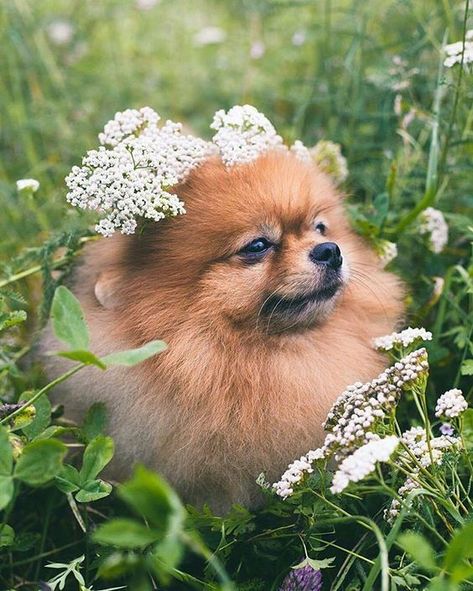 Puppy Photography, Cute Pomeranian, Pomeranian Dog, Pomeranian Puppy, Puppies Funny, Dog Photography, Small Dog, Beautiful Dogs, Dog Photos