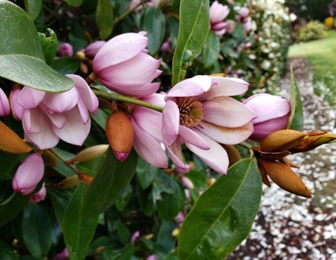 Fairy Magnolia, Flowering Hedge, Flower Hedge, Ground Cover Roses, Scent Garden, Video Garden, Magical Garden, Green Garden, Flower Show