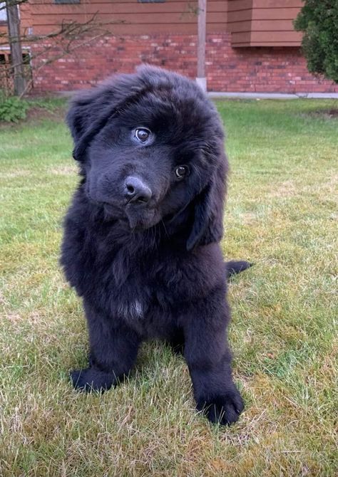 Black Newfoundland Dog, New Foundland Puppy, Landseer Newfoundland Dog, New Found Land Dog, Newfoundland Dog Aesthetic, Black Newfoundland, Newfoundland Dog Puppy, Newfie Dog, Newfoundland Puppy