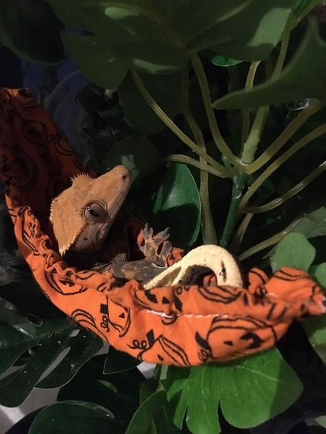 Crested Gecko Habitat, Crested Gecko Care, Gecko Habitat, Gargoyle Gecko, Gecko Terrarium, Crested Geckos, Cute Gecko, Cute Lizard, Reptile Room