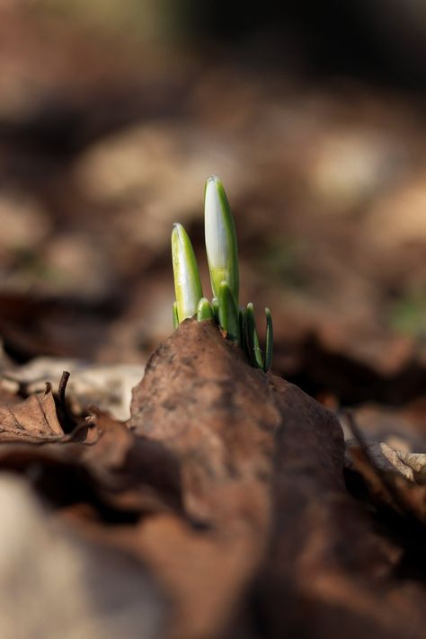 Spring Equinox Ritual, Paper Candle, Spring Images, Spring Pictures, Marketing Photos, Spring Equinox, Green Candle, Spring Is Here, Natural Home Remedies