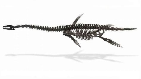 The fossil of the extinct marine reptile is 90% complete and said to be "the best of its kind". Plesiosaurus Skeleton, Melanie Tattoo, Dino Tattoos, Sea Dinosaurs, Sea Dragons, Skeleton Model, Animal Skeletons, Lyme Regis, Dinosaur Skeleton