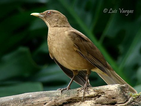 Ave Nacional de Costa Rica....T Oaxaca City, American Robin, Blue Eggs, South Texas, Central American, Colorful Birds, Song Bird, Bird Species, Black Bird