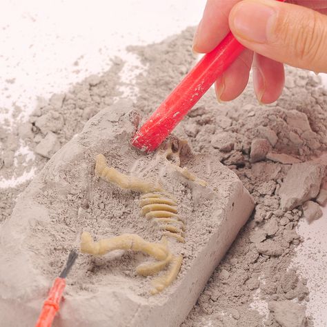 New item fossil dinosaur excavation kit.china Dinosaur Excavation Kit, china dinosaur fossil dig toys ,china dinosaur dig kit , china dinosaur skeleton excavation kit, china plastic dinosaur fossil toys china leaning toys,china science toys . #dinosaurexcavationkit #dinosaurfossildigtoys #dinosaurdigkit #dinosaurskeletonexcavationkit #plasticdinosaurfossiltoys #leaningtoys #sciencetoys Dinosaur Fossil Dig, Dinosaur Excavation Kit, Dinosaur Excavation, Mini Perler Beads, Human Fossils, Plastic Dinosaur, Fossil Dinosaur, Dinosaur Skeletons, Dinosaur Dig