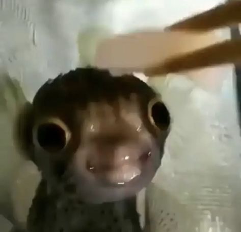 Help what type of fish is this its so stupid looking his eyes arent even facing the same way😭 Fish Eye, Funny Comedy, Fortnite, Fish, Memes, Funny