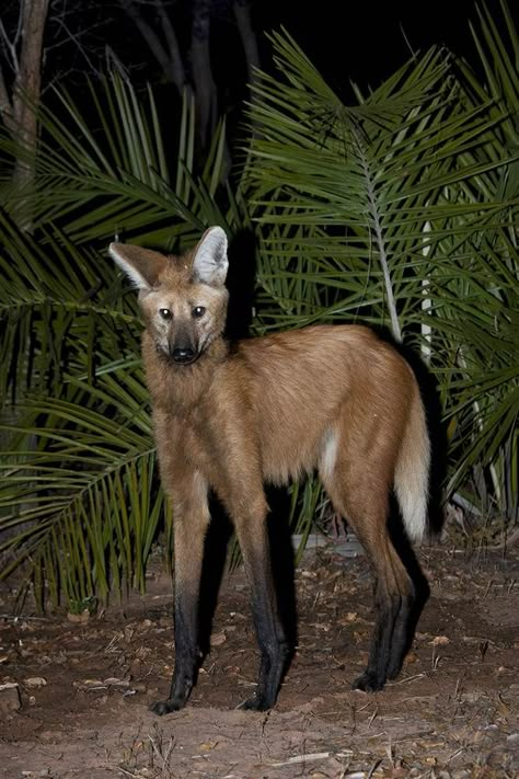 ✶ What long legs you have! ✶ The maned wolf is the tallest wild canid and is quite agile on its four spindly legs. They inhabit open forests and savannas of central SOUTH AMERICA, like this wolf who was seen hunting at night in BRAZIL. These wolves can also rotate their tall ears to listen for prey in the grass. ✶ Wolf Growling Reference, Wolf Species, Manned Wolf, Maned Wolf Anatomy, Melanistic Maned Wolf, Huge Wolves, Maned Wolf, Wolf Photography, Rare Animals