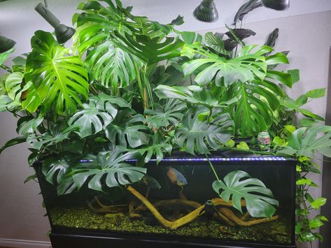 Aquarium Garden, Fish Tank Terrarium, Aquascape Design, Fish Tank Design, Fresh Water Fish Tank, Mini Terrarium, Fish Tank Plants, Aquascape Aquarium, Fish House