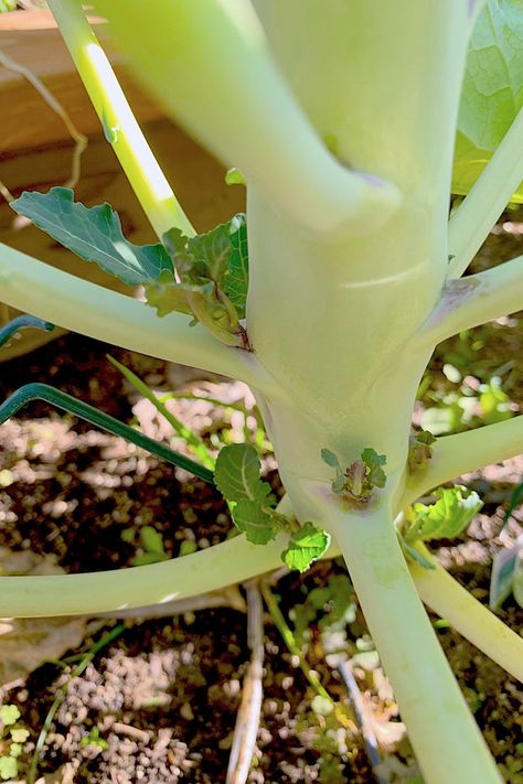 New flowering stalks form at the junction of the leaf axils of broccoli and broccolini after the top has been harvested, forming new but smaller crowns to pick. Copyright ©2022 by Dolezal & Associates. All Rights Reserved. grownbyyou.com Planting Broccoli, Flower Shoot, Broccoli Plant, Flower Bud, Green Flowers, Casserole Recipes, Celery, Sprouts, Planting