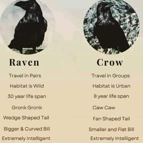 Raven Vs Crow, Crow Food, Crow Facts, Black Crows, Animal Spirit Guides, Black Birds, Animal Symbolism, Crows Ravens, A Silent Voice