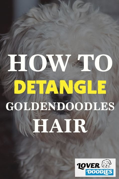 Diy Detangler Spray For Dogs, Detangler Spray Diy, Diy Detangler, Matted Dog Hair, Diy Hair Detangler, Goldendoodle Grooming, Poodle Hair, Matted Hair, Puppy Coats