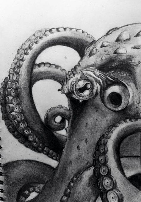 Octopus pencil drawing Sea Life Pencil Drawings, Octopus Sketch Realistic, Octopus Drawing Pencil, Octopus Pencil Drawing, Fish Pencil Drawing, Sea Drawings, Squid Drawing, Octopus Sketch, Graphite Illustration