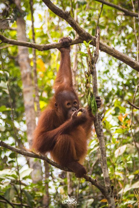 Tapanuli Orangutan Animals Unique, Sumatran Orangutan, Monkey Animal, Human Evolution, Great Ape, Pet Monkey, Paws And Claws, Rare Animals, Amazing Animals