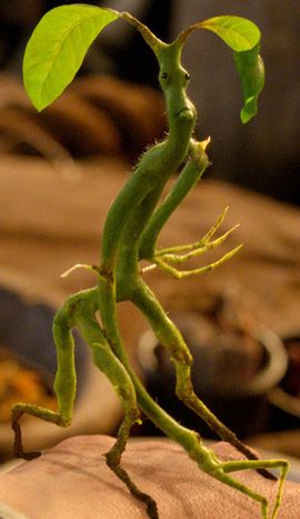 The Bowtruckle is immensely difficult to spot, being a hand-sized, insect eating, tree dweller with long sharp fingers (two on each hand), brown eyes, and a general appearance of a flat-faced little stickman made of bark and twigs, which serves well as camouflage in its natural habitat. The Bowtruckle can be found in western England, southern Germany, and certain Scandinavian forests. A Bowtruckle serves as a tree guardian for its home tree, which is usually a tree whose wood is of wand... Harry Potter Creatures, Fantasic Beasts, Fantastic Beasts Movie, مريم العذراء, Tapeta Harry Potter, Images Harry Potter, Newt Scamander, Magical Creature, Eddie Redmayne