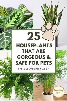 Indoor Plants Pet Friendly, Cat Safe House Plants, Pet Friendly House Plants, Dog Safe Plants, Houseplants Safe For Cats, Safe House Plants, Cat Friendly Plants, Cat Safe Plants, Plants Pet Friendly