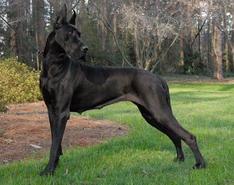 Great Dane Doberman, Great Danes Black, Great Dane Dogs Black, Great Dane Puppy Black, American Great Dane, European Great Dane, Great Dane Black, Great Dane Facts, Black Great Dane