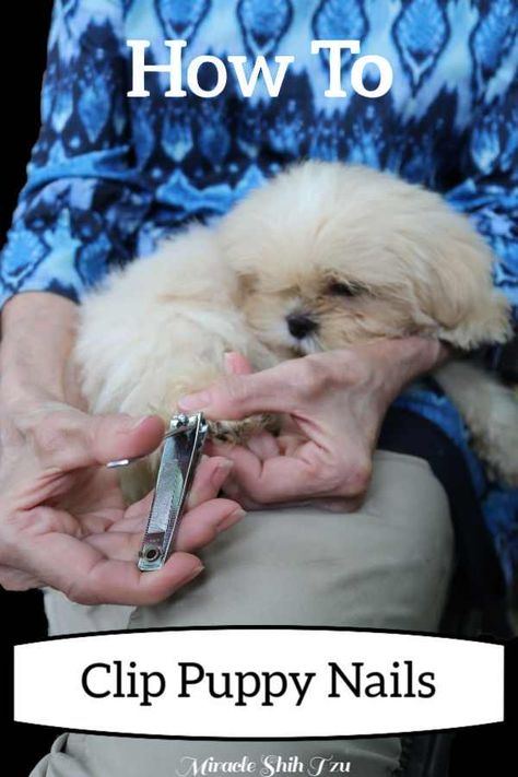 How to clip puppy nails, pinnable image Puppy Nails, How To Trim Puppy Nails, Trimming Puppy Nails, Clipping Dog Nails, Cleaning Dogs Ears, Cat Nail Clippers, Shih Tzu Grooming, Puppy Litter, Doxie Puppies