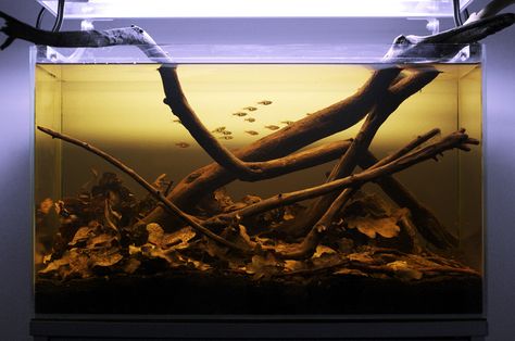 Cambodia Blackwater Pool Biotope Aquarium Inspiration, Aquascaping Plants, Biotope Aquarium, Fish Aquarium Decorations, Aqua Tank, Fish Tank Design, Aquascape Design, Tropical Fish Aquarium, Tropical Freshwater Fish