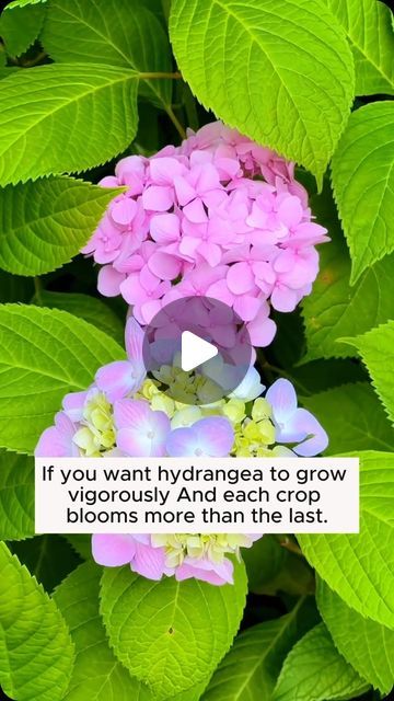 Floral Techniques, Rooting Plants, Front Yard Flowers, Yard Flowers, Pruning Hydrangeas, Gardening Tricks, Garden Hacks Diy, Gardening Projects, Garden Hacks