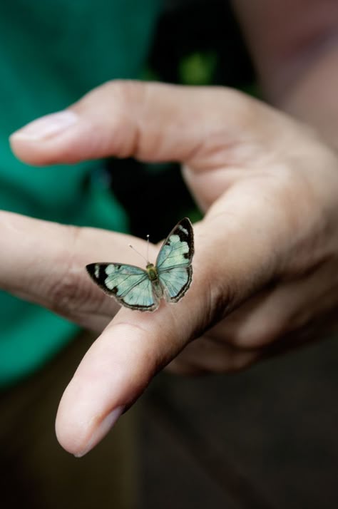 Buterfly Holding Butterfly, Butterfly Spreading Wings, Holding A Butterfly, Butterfly Photography Portrait, Brazil Summer, Landing Strip, Butterfly On Flower Photography, Javier Fernandez, Hands Holding