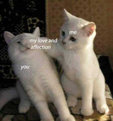 The Importantance Of Showing Affection - LoveIsConfusing Cat And Dog Memes, Wholesome Love, Corpse Husband, Relationship Stuff, Grunge Look, Love And Affection, Interesting Images, Funny Cat Memes, Relationship Memes