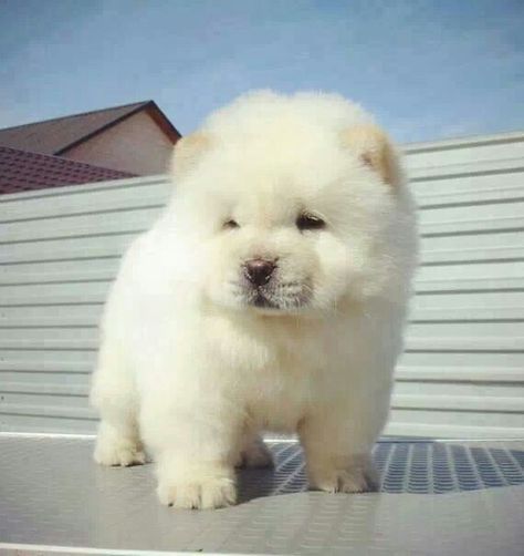 Chau Chau puppy Perros Chow Chow, Chow Chow Puppy, Fluffy Puppies, Fluffy Dogs, Sweet Dogs, Sweet Animals, Chow Chow, Peter Parker, Cute Little Animals