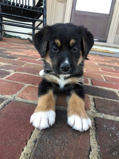 BERNESE MOUNTAIN DOG / GERMAN SHEPERD MIX PUPPIES Mix Breed Puppies, Dog Mix Breeds, Burmese Mountain Dog Puppy, Cute Dog Mixes, Mix Breed Dogs, German Shepherd Mix Puppies, Mixed Dogs, Bernese Mountain Dog Mix, Shepherd Mix Puppies