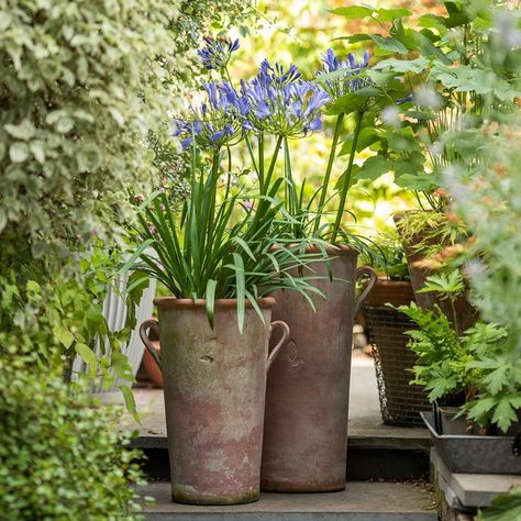 Large Terracotta Pots Outdoor, Tall Potted Plants Outdoor, Terracotta Herb Pots, Greek Urn, Bulb Planting Tools, Large Garden Pots, Large Terracotta Pots, Greek Garden, Garden Renovation