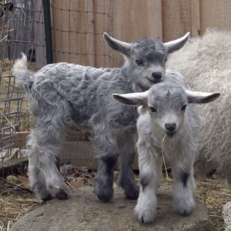 Crazy kids Goat Kidding, Pygmy Goat, Baby Sheep, Cute Goats, Goat Farming, Baby Goats, Zoology, Sweet Animals, Animals Friends