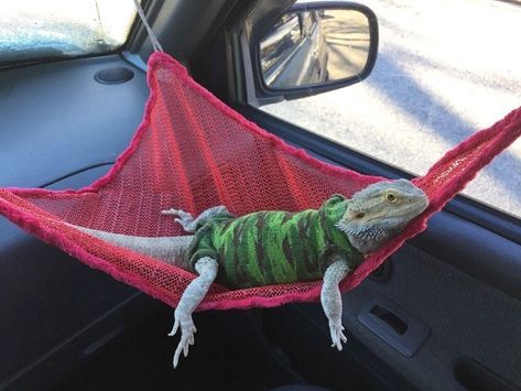 Funny Animals Pics, Beard Dragon, Diy Bearded Dragon Enclosure, Bearded Dragon Hammock, Bearded Dragon Terrarium Ideas, Animal Videos Funny, Bearded Dragon Clothes, Bearded Dragon Diy, Dragon Pet