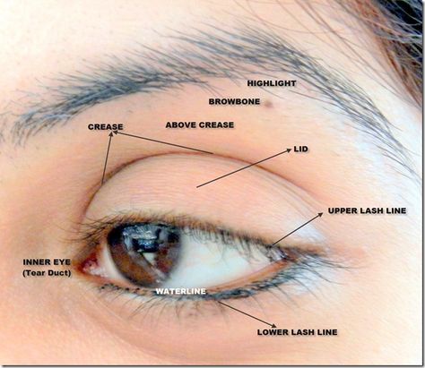 Makeup Map, Anatomy Eyes, Eye Diagram, Saggy Eyelids, Eye Map, Shadow Tutorial, Eye Shadow Application, Face Parts, Tears In Eyes