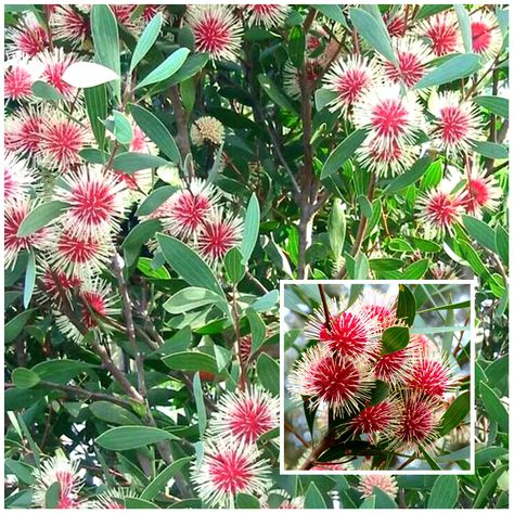 Pincushion Hakea, Hakea Laurina, Native Wedding, Australian Garden Design, Bush Garden, Australian Trees, Australian Native Garden, Australian Wildflowers, Australian Flowers