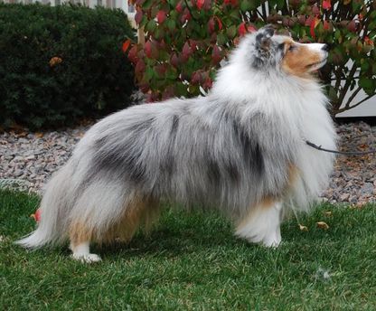 WEIS SHELTIES Sheltie Puppies For Sale, Sheltie Puppies, Blue Merle Sheltie, Giant Dog Beds, Sheltie Puppy, Puppy Socialization, Shetland Sheepdog Puppies, Sled Dogs, Sheep Dogs