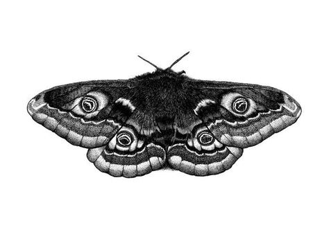 Dotwork Drawing, Moth Tattoo Design, 12 Tattoos, Moth Art, Moth Tattoo, Tattoo Portfolio, Tattoo Project, Cover Up Tattoos, Design Tattoo