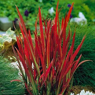 Algot Ikea, Red Grass, Edging Plants, Working Farm, Red Plants, Long Flowers, Grasses Landscaping, Red Baron, Garden Shrubs