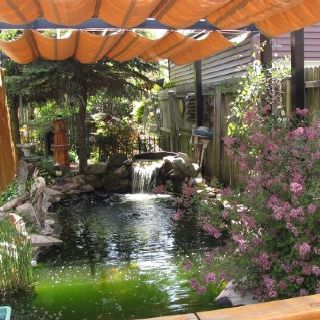 Our Koi pond!! Great idea for keeping the pond shaded to cut own the algae. Add extension to our pergola to cover pond - use drop cloth canvas curtain idea Pond Covering Ideas, Pond Shade Cover Ideas, Pond Pergola, Fish Pond Cover Ideas, Pergola Over Koi Pond, Koi Pond In Greenhouse, Pond Covers, Backyard Shade, Fountains Backyard