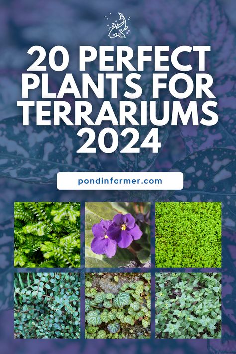 Experience the joy of terrarium gardening with our collection of 20 perfect plants for 2024! Whether you're a beginner or an experienced gardener, these plants are easy to care for and perfect for creating beautiful and thriving terrarium landscapes that add a touch of nature to your home or office.  #TerrariumPlants #IndoorGardening #TerrariumInspiration #MiniatureGardens #PlantDecor #TerrariumIdeas #SucculentTerrarium #BotanicalDecor #Terrarium #Plants #PondInformer Tropical Terrarium Plants, Fun Terrarium Ideas, Plants In Terrarium, Best Plants For Closed Terrariums, Terrarium Decor Ideas, Cheap Terrarium, Enclosed Terrarium, Easy Terrarium, Plants For Terrariums