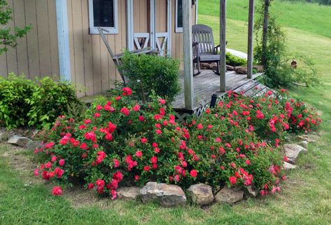 Coral Drift roses. These are from my own yard Rose Garden Ideas, United States Botanic Garden, Year Round Flowers, Drift Roses, Flower Planting, Trending Home Decor, Garden Archway, Ground Cover Roses, Brick Edging