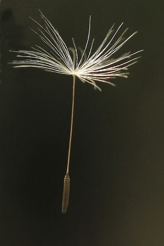 Dandelion seed... all I need is just one wish. Dandelion Seed Tattoo, Petit Tattoo, Dandelion Seeds, A Dandelion, Dandelion Wish, Dandelion Seed, One Wish, Flickr Photos, Seed Pods