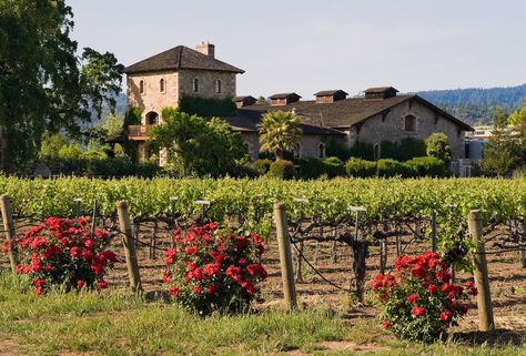 Agritourism: The 10 Best Italian Farm Stays | Skyscanner US Farms In Italy, Italian Winery Aesthetic, Italian Farm Aesthetic, Wine Farm Aesthetic, Italian Homestead, Italian Patio Ideas Tuscany Italy, Farm Italy, Italian Countryside Aesthetic, Napa Valley Itinerary