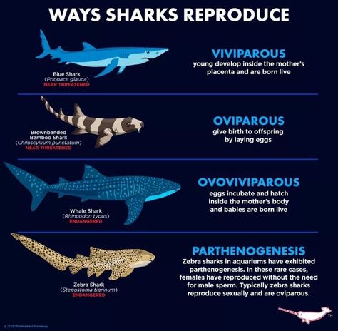 Whale Shark Facts, Oceanography Marine Biology, Zebra Shark, Thresher Shark, Shark Facts, Shark Pictures, Shark Bait, Biology Facts, Christmas In July Sale