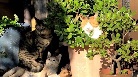 World Cat, Cat Person, Cat Aesthetic, Cat Wallpaper, Landscape Wallpaper, Anime Scenery, Cat Pics, A Cat, Beautiful Photo